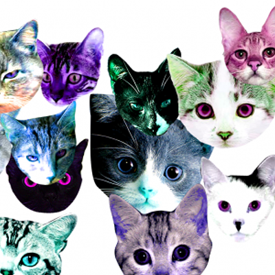 Image: CAT FRIDAY: ProCATstination 101