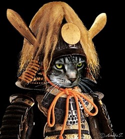 CAT FRIDAY: Samurai Cat Edition