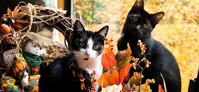 CAT FRIDAY: Special Thanksgiving pet safety edition