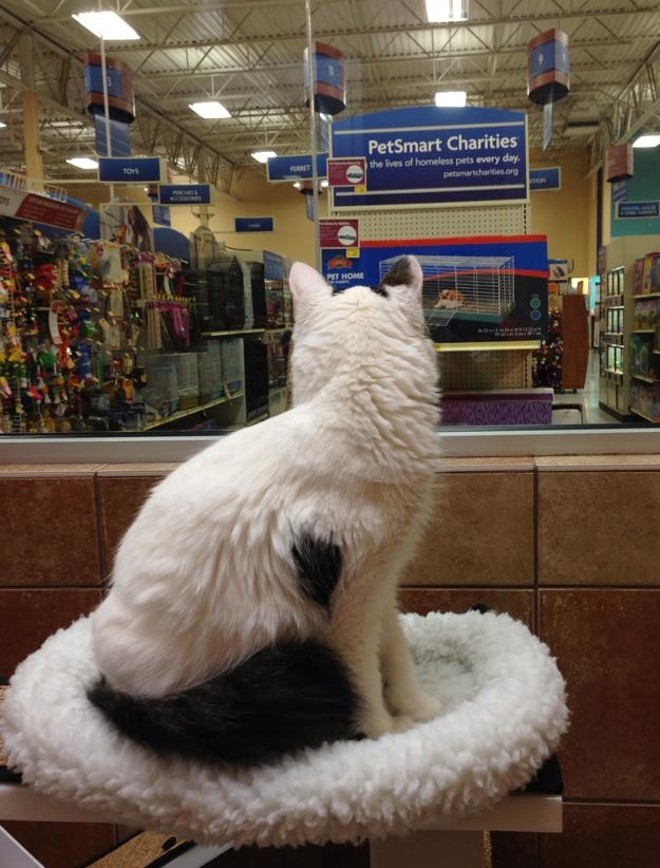 CAT FRIDAY: Spokane Humane Society's new adoption center at PetSmart