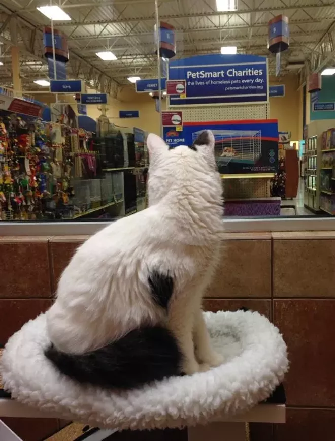 Cat for adoption - Kittens at Midlothian PetSmart store, a