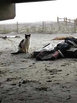 CAT FRIDAY: The cats of Superstorm Sandy