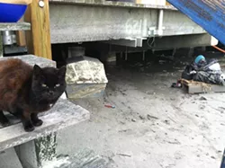 CAT FRIDAY: The cats of Superstorm Sandy