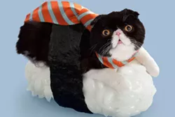 CAT FRIDAY: The latest, greatest and cutest viral cat videos and photos