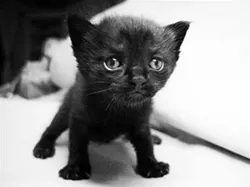 CAT FRIDAY: Today is Black Cat Appreciation Day!