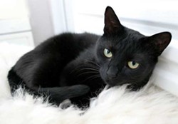 CAT FRIDAY: Today is Black Cat Appreciation Day!