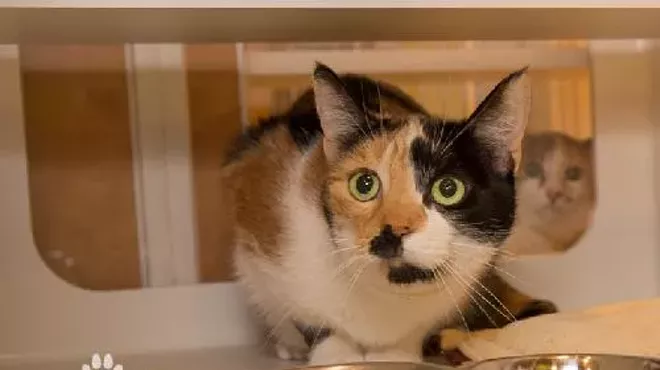 Image: CAT FRIDAY: Too many cats
