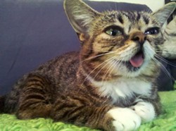 CAT FRIDAY: Top cat stories of 2012