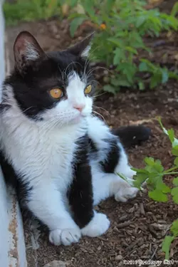 CAT FRIDAY: We love Pokey, Grumpy Cat's brother