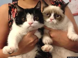 CAT FRIDAY: We love Pokey, Grumpy Cat's brother