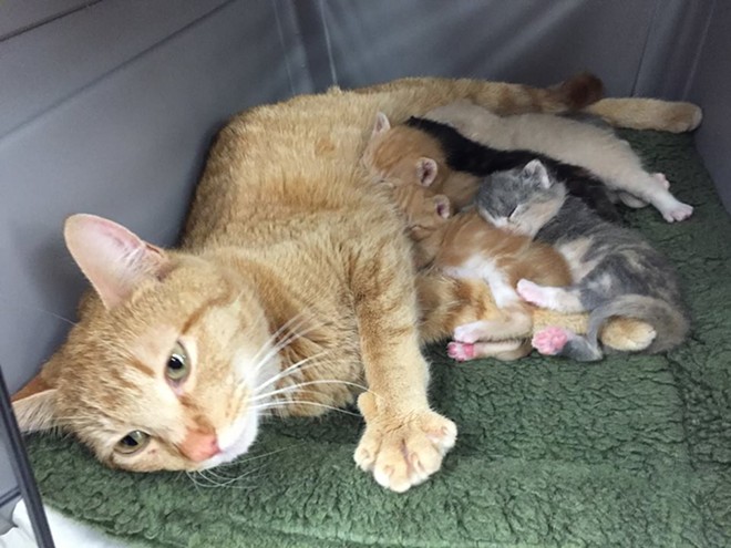 CAT FRIDAY WEDNESDAY: SHS hosts a baby shower Friday for the tiniest spring arrivals — kittens!