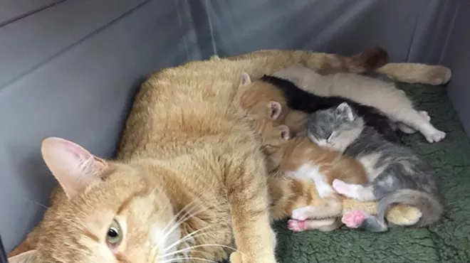 CAT FRIDAY WEDNESDAY: SHS hosts a baby shower Friday for the tiniest spring arrivals — kittens!