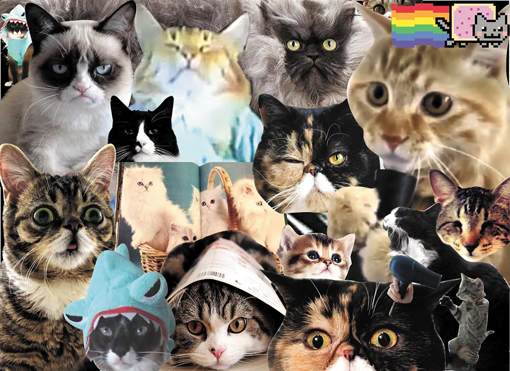Cats Dot Com