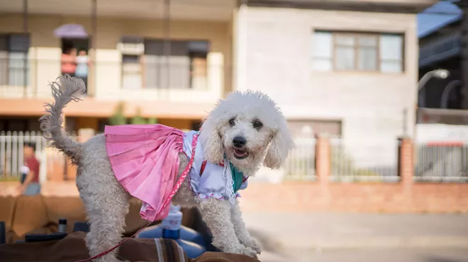 Image: Dog Days of Summer Canine Fashion Show