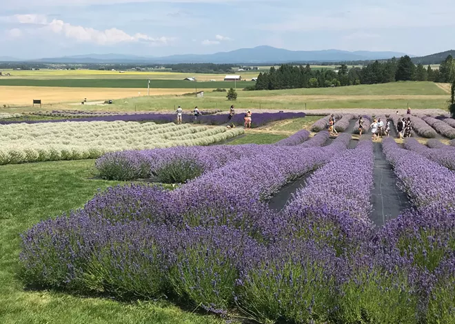image_67182849.webp