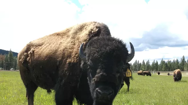 Image: Feed the Buffalo