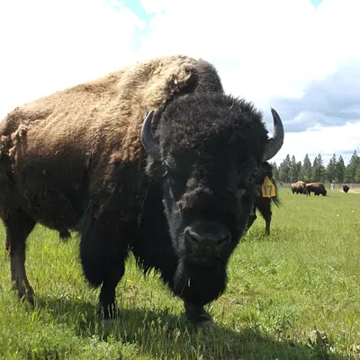Image: Come Feed Dude