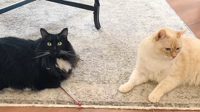 Image: Five Stages of Cats Adjusting To Work From Home