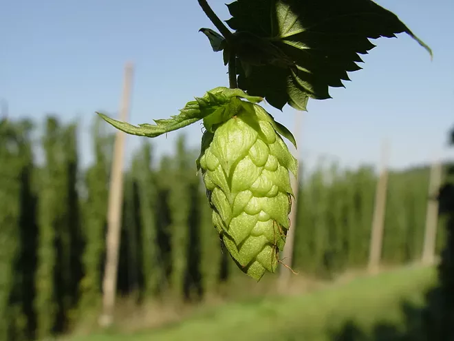 Fresh Hop Festival underway at the Lantern Tap House