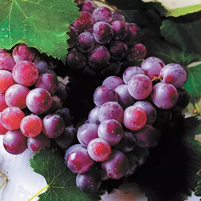 Image: Frozen Grapes