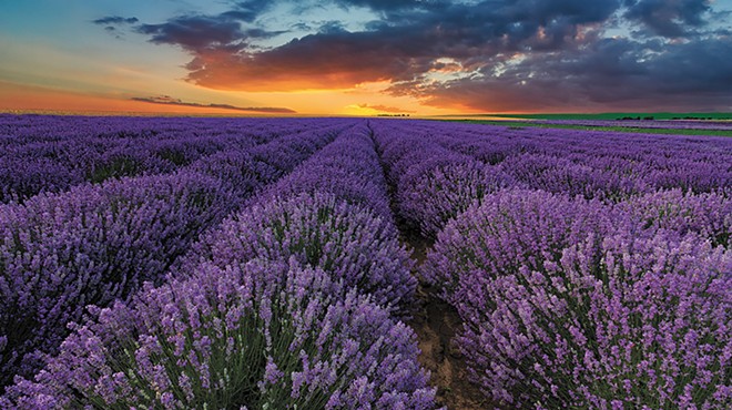 Gather lovely lavender to fill your home