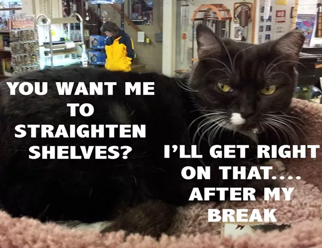 CAT FRIDAY: Vote for best local cat in our 22nd 'Best Of' Poll