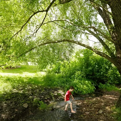 Image: Get closer to nature by identifying trees around the Inland Northwest