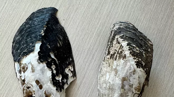 Image: Gonzaga biology professor Jens Hegg wants to use freshwater mussel shells to determine a climate baseline in Northwest waterways