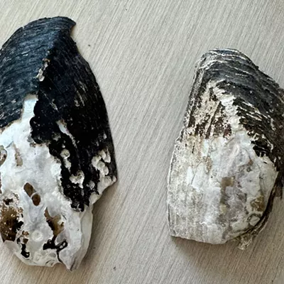 Image: Gonzaga biology professor Jens Hegg wants to use freshwater mussel shells to determine a climate baseline in Northwest waterways