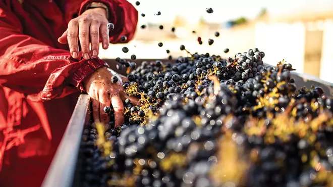 Image: Handpicked and hand sorted grapes are the foundation for Pullman's Merry Cellars wines