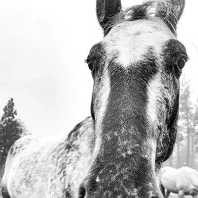 Image: Appaloosa Horse