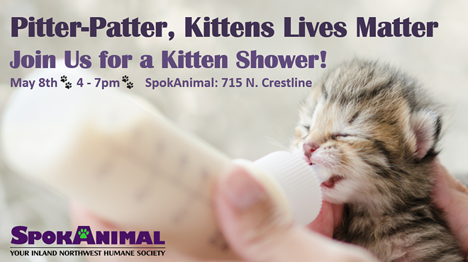 Kitten Shower!