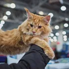 Image: Kootenai Kats Show