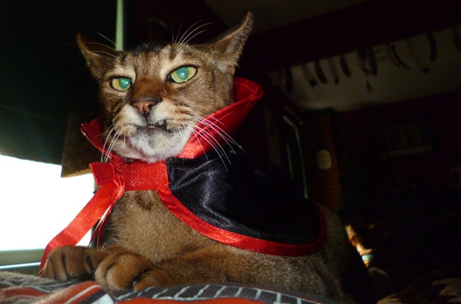 CAT FRIDAY: Results of the Halloween Cats Photo Contest