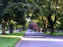 Live in Coeur d'Alene? Want a tree?
