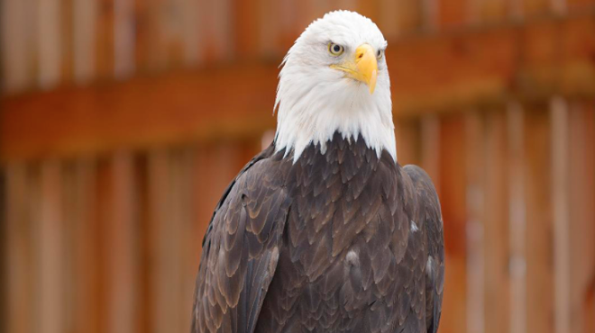 Majestic Encounters: Eagle Aviary Tour