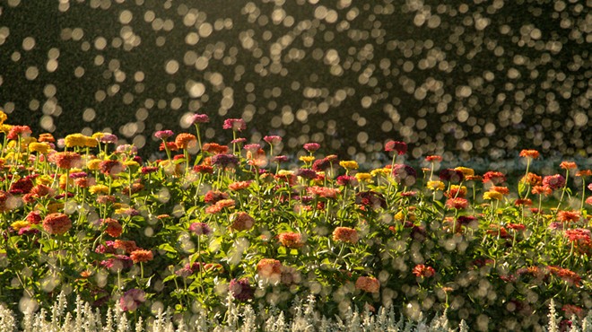 Manito Park’s Duncan Garden requires a year of planning and more than 30,000 flowers to complete