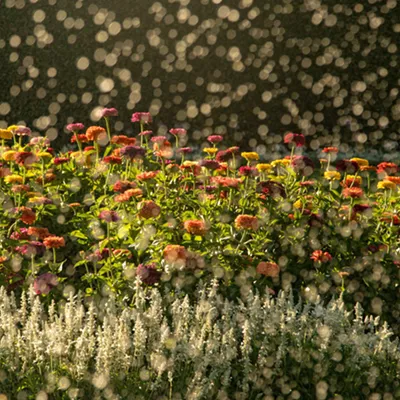 Image: Manito Park’s Duncan Garden requires a year of planning and more than 30,000 flowers to complete