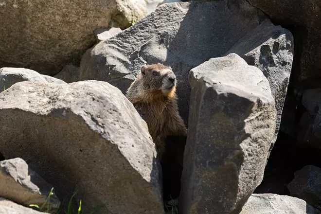 Image: Marmot and her pups at Huntington Park