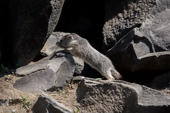 Image: Marmot and her pups at Huntington Park