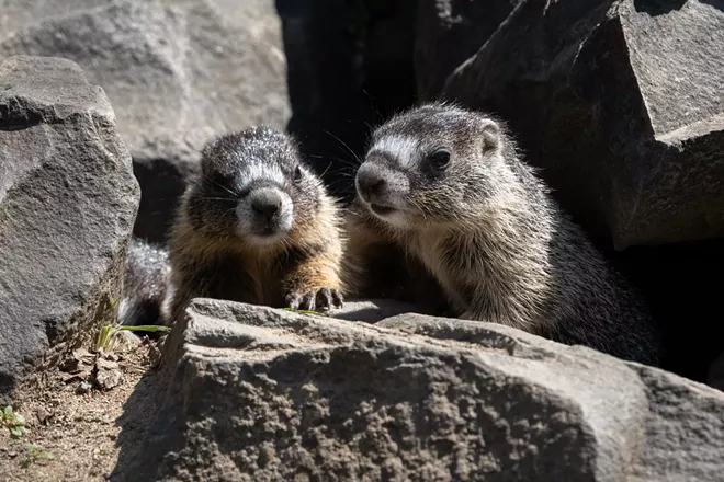 Image: Marmot and her pups at Huntington Park