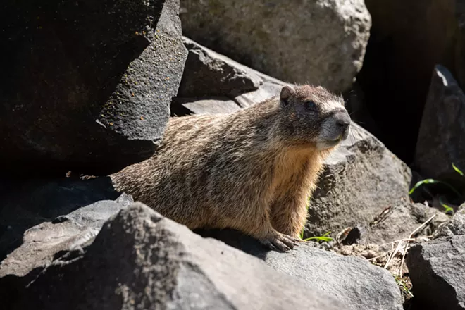 Image: Marmot and her pups at Huntington Park