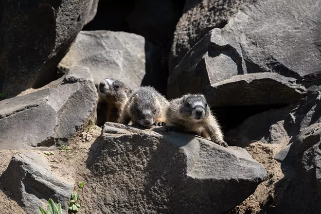 Image: Marmot and her pups at Huntington Park