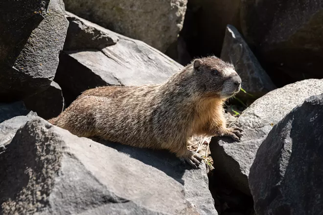 Image: Marmot and her pups at Huntington Park