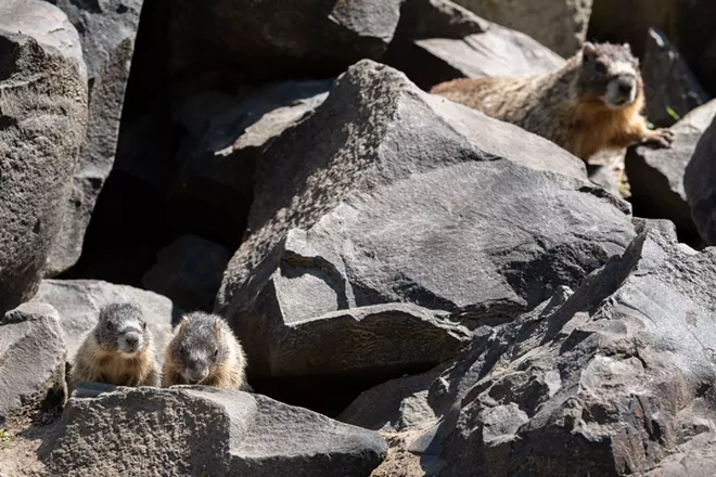 Image: Marmot and her pups at Huntington Park
