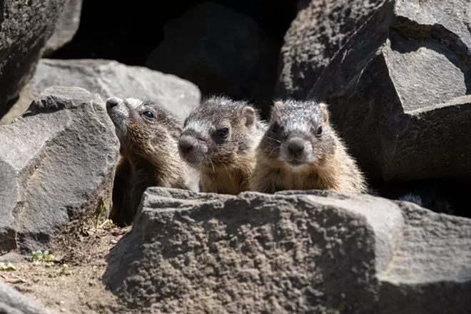 Image: Marmot and her pups at Huntington Park
