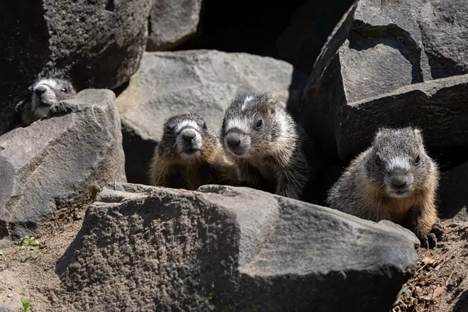Image: Marmot and her pups at Huntington Park