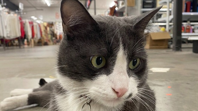 Meet Smudge, Global Neighborhood's resident cat beloved by staff and the community