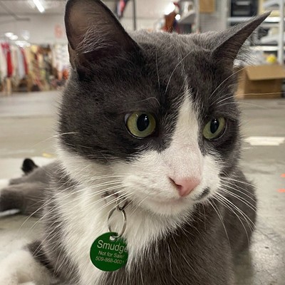 Meet Smudge, Global Neighborhood's resident cat beloved by staff and the community