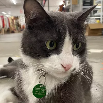 Image: Meet Smudge, Global Neighborhood's resident cat beloved by staff and the community